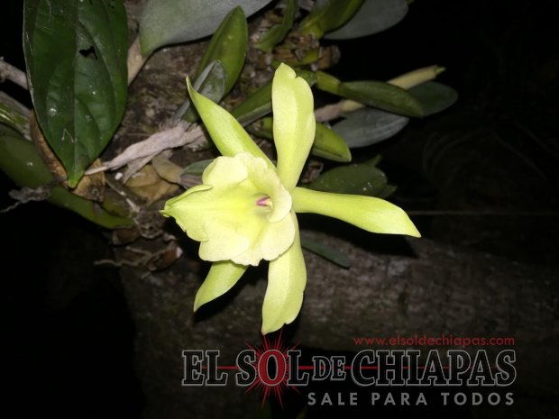 ORQUÍDEAS en peligro de extinción en Chiapas ORQUÍDEAS en peligro de extinción en Chiapas